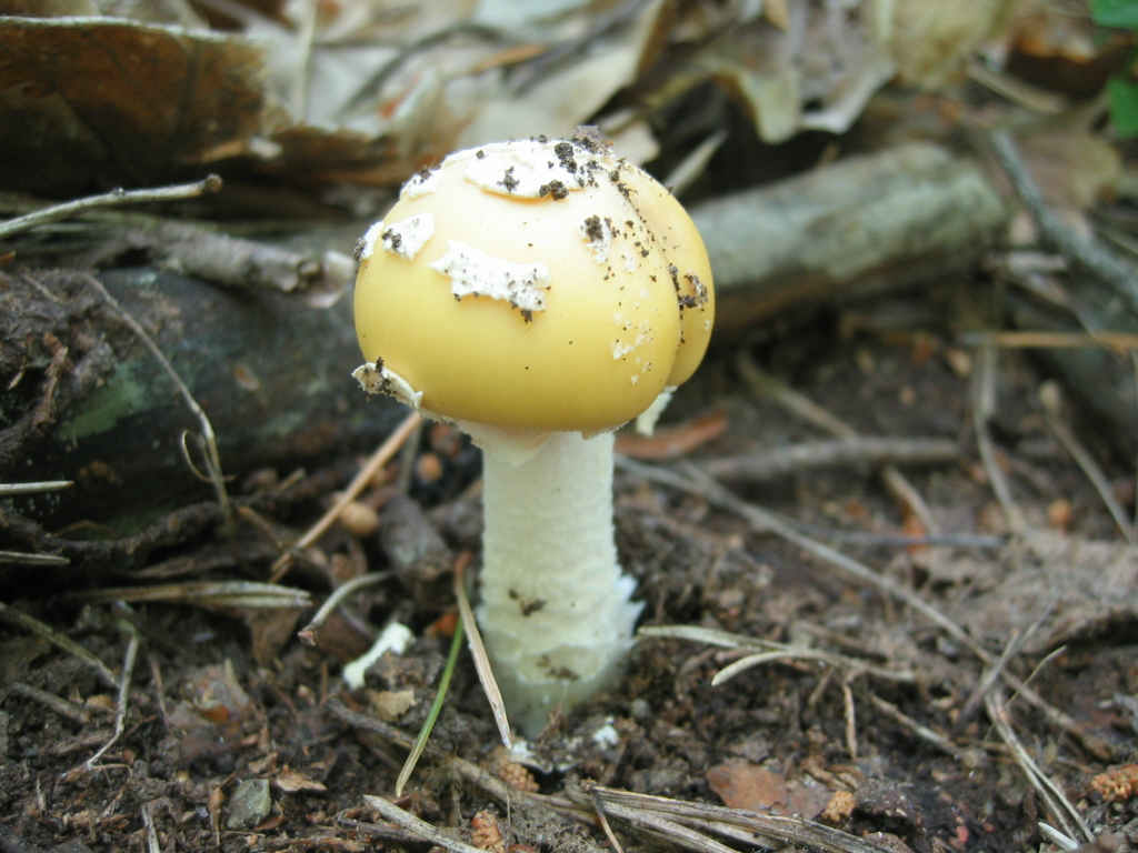 2005 :  Un anno di funghi